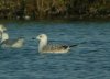Caspian Gull at Paglesham Lagoon (Steve Arlow) (91855 bytes)